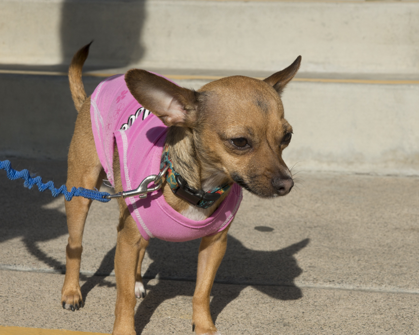 emergingom-peacewalk-irvine (8)